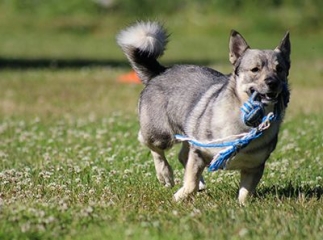 Chien Vallhund